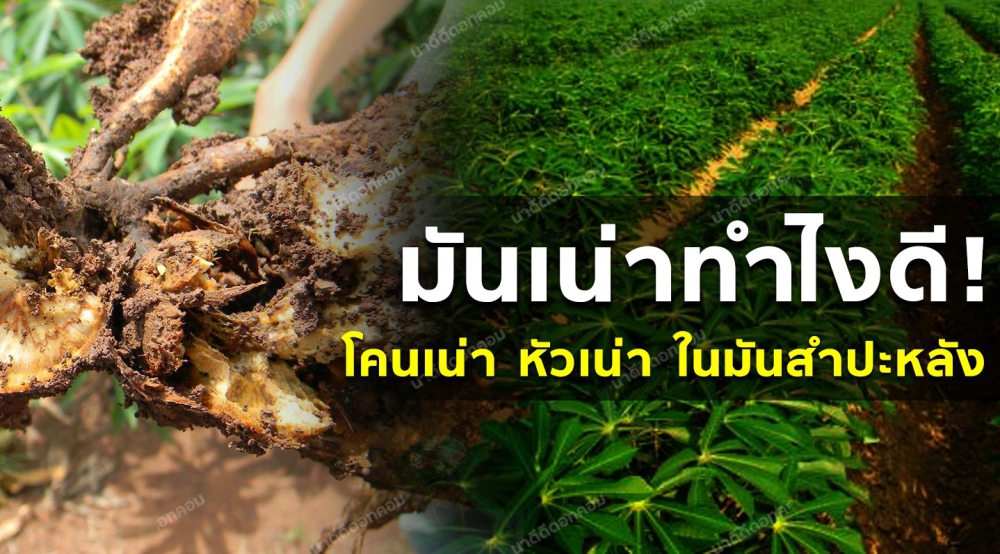 เตือนการเฝ้าระวัง