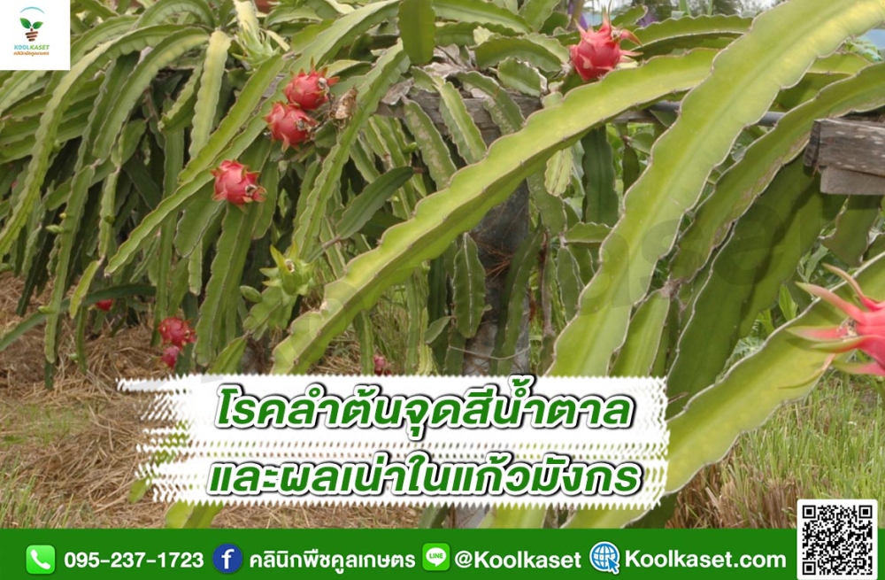 เตือนการเฝ้าระวัง