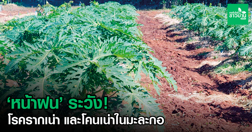เตือนการเฝ้าระวัง
