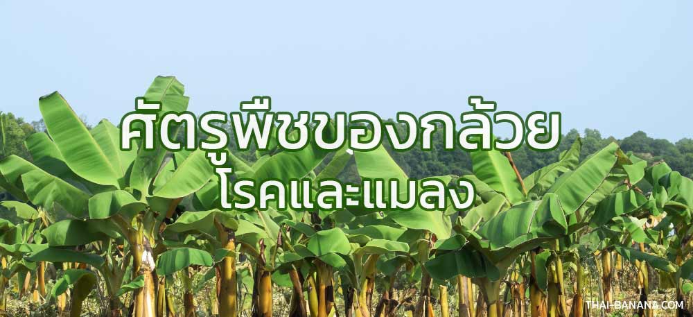 เตือนการเฝ้าระวัง