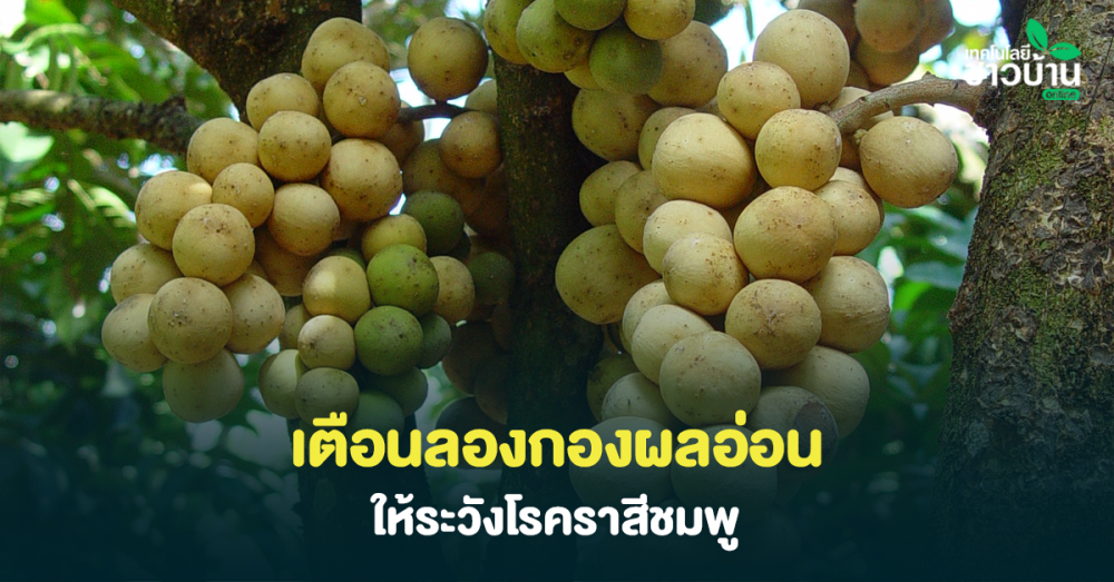 เตือนการเฝ้าระวัง