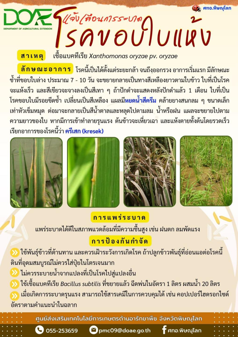 การระบาดของโรคขอบใบแห้ง