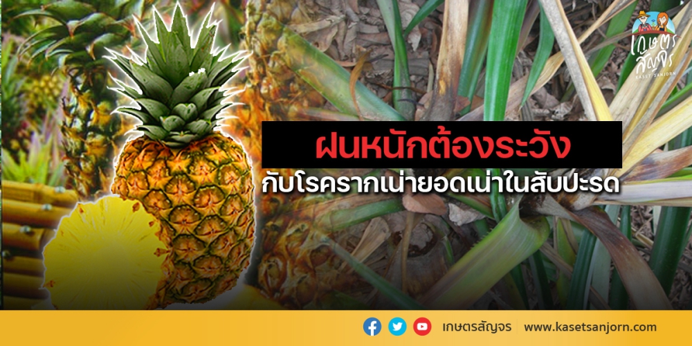 เตือนการเฝ้าระวัง