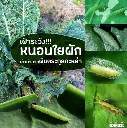 ระวังหนอนใยผักในพืชตระกูลกะหล่ำ