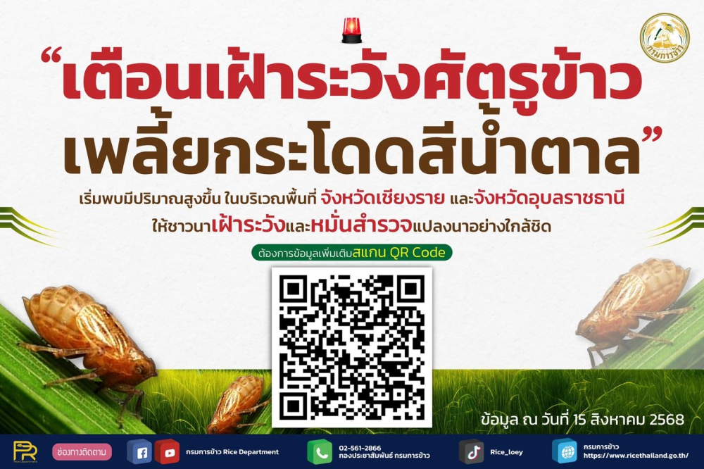 เตือนเฝ้าระวังศัตรูข้าว : เพลี้ยกระโดดสีน้ำตาล