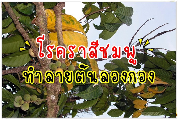 เตือนการเฝ้าระวัง