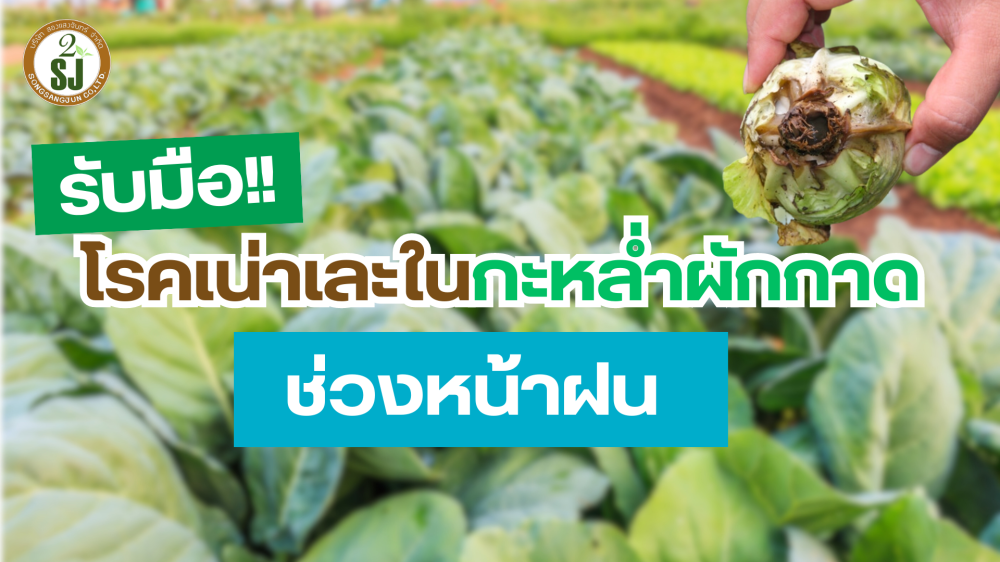 เตือนการเฝ้าระวัง