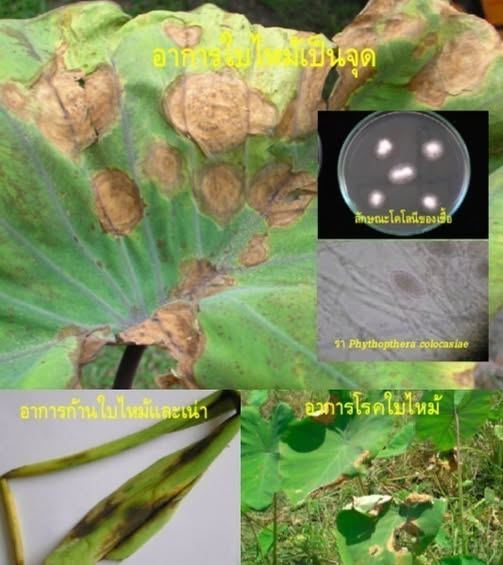 โรคใบไหม้ หรือใบจุดตาเสือ (เชื้อรา Phytophthora colocasiae)