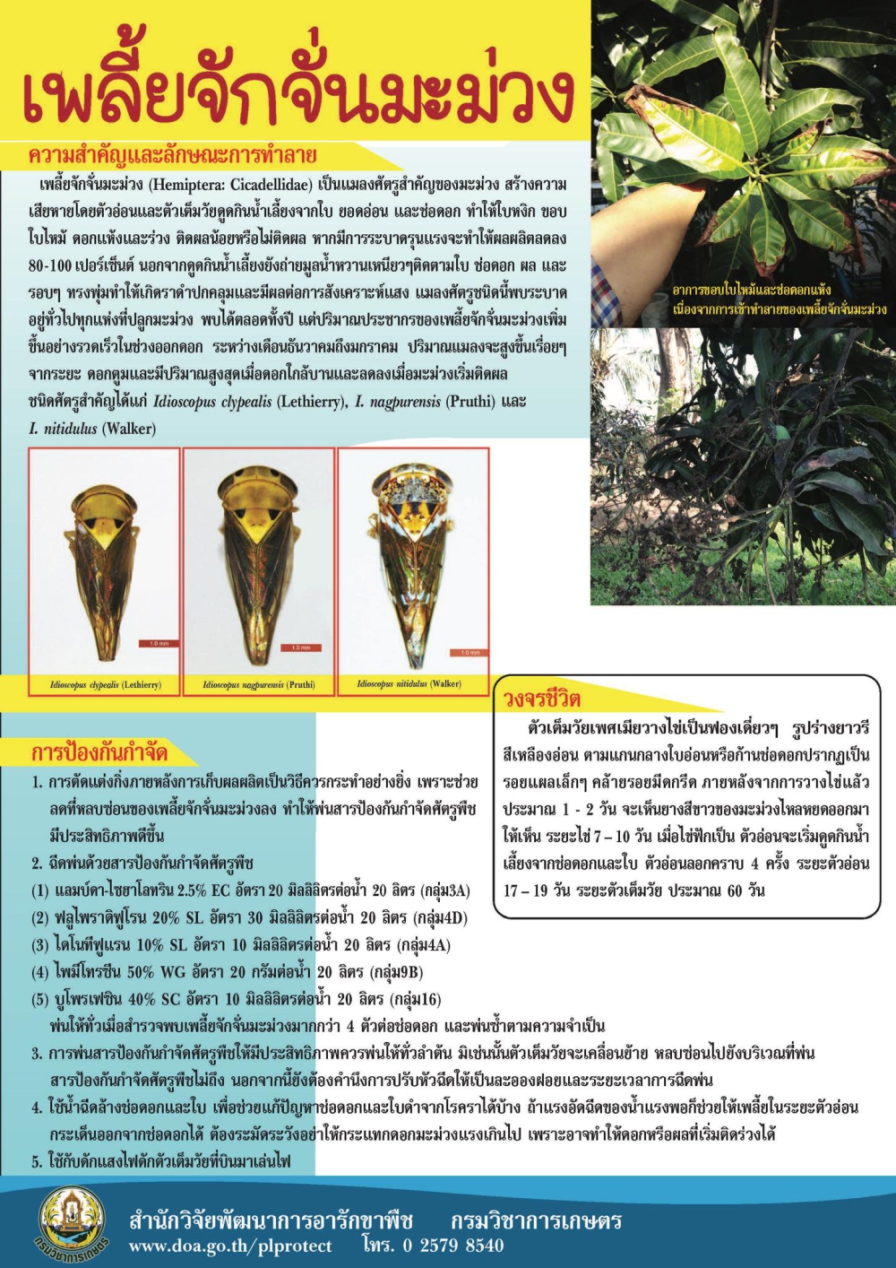 เพลี้ยจักจั่นมะมวง