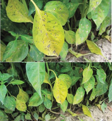 ระวัง โรคใบจุดตากบ (เชื้อรา Cercospora capsici) ในพริก