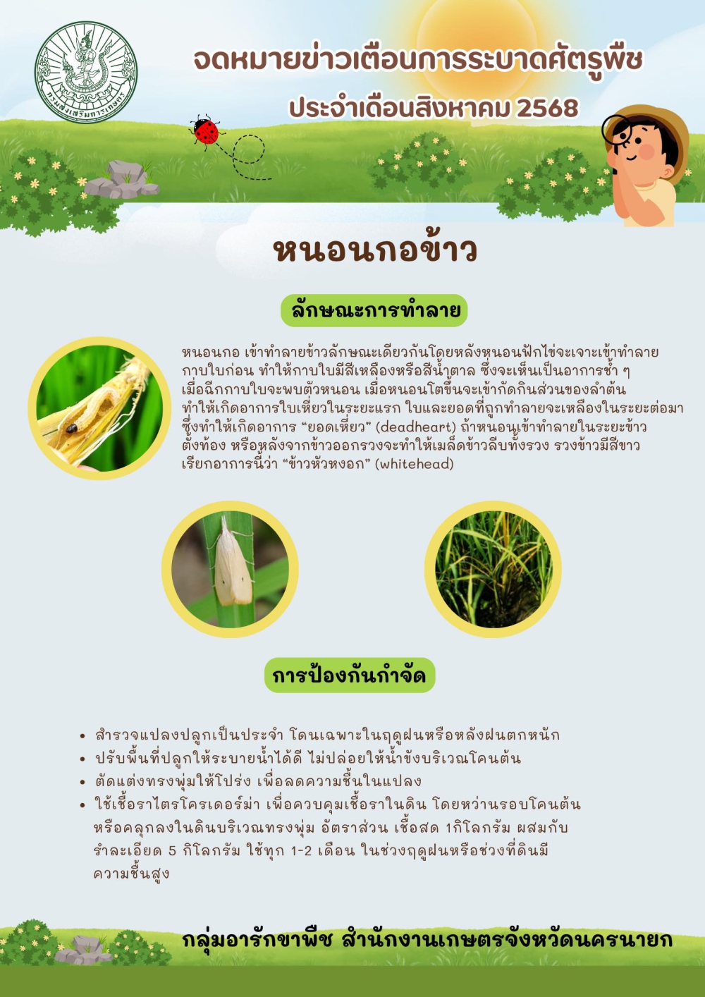 หนอนกอข้าวเกษตรกรชาวนาระวังให้ดี