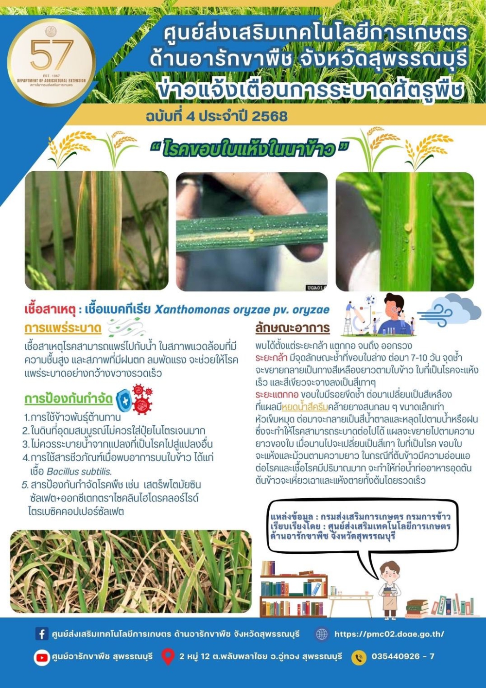 เฝ้าระวัง#โรคขอบใบแห้งภัยร้ายจากแบคทีเรียที่มากับสายฝนและลม!