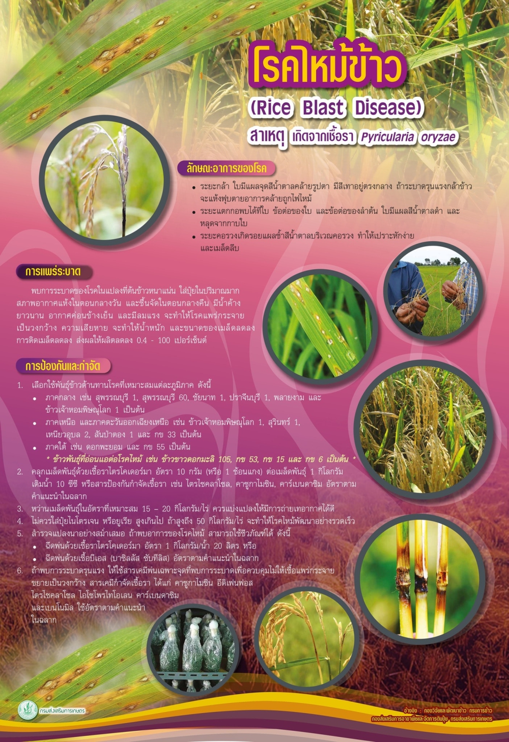 ระวังการระบาดของโรคไหม้ข้าว