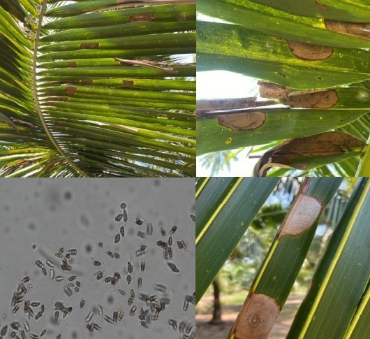 ระวัง โรคใบจุดสีเทา(เชื้อรา Pestalotiopsis palmarum) ในมะพร้าว