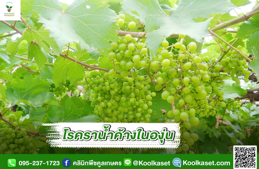 เตือนการเฝ้าระวัง