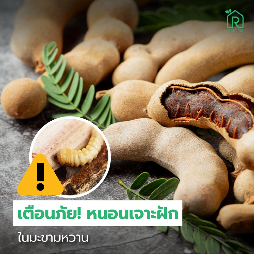 เตือนการเฝ้าระวัง