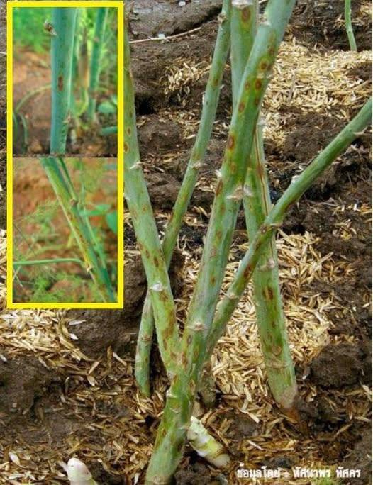 ระวัง โรคลำต้นไหม้ (เชื้อรา Phomopsis asparagi) ในหน่อไม้ฝรั่ง!!
