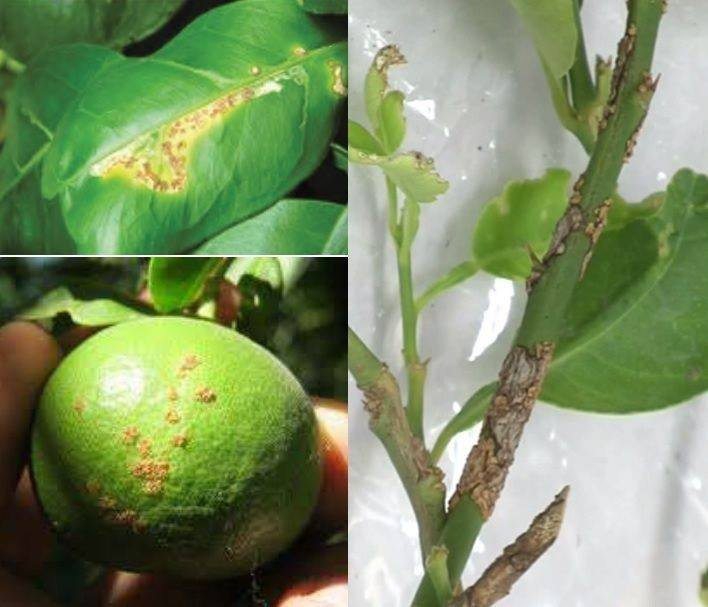 ระวังโรคแคงเกอร์(เชื้อแบคทีเรียXanthomonas