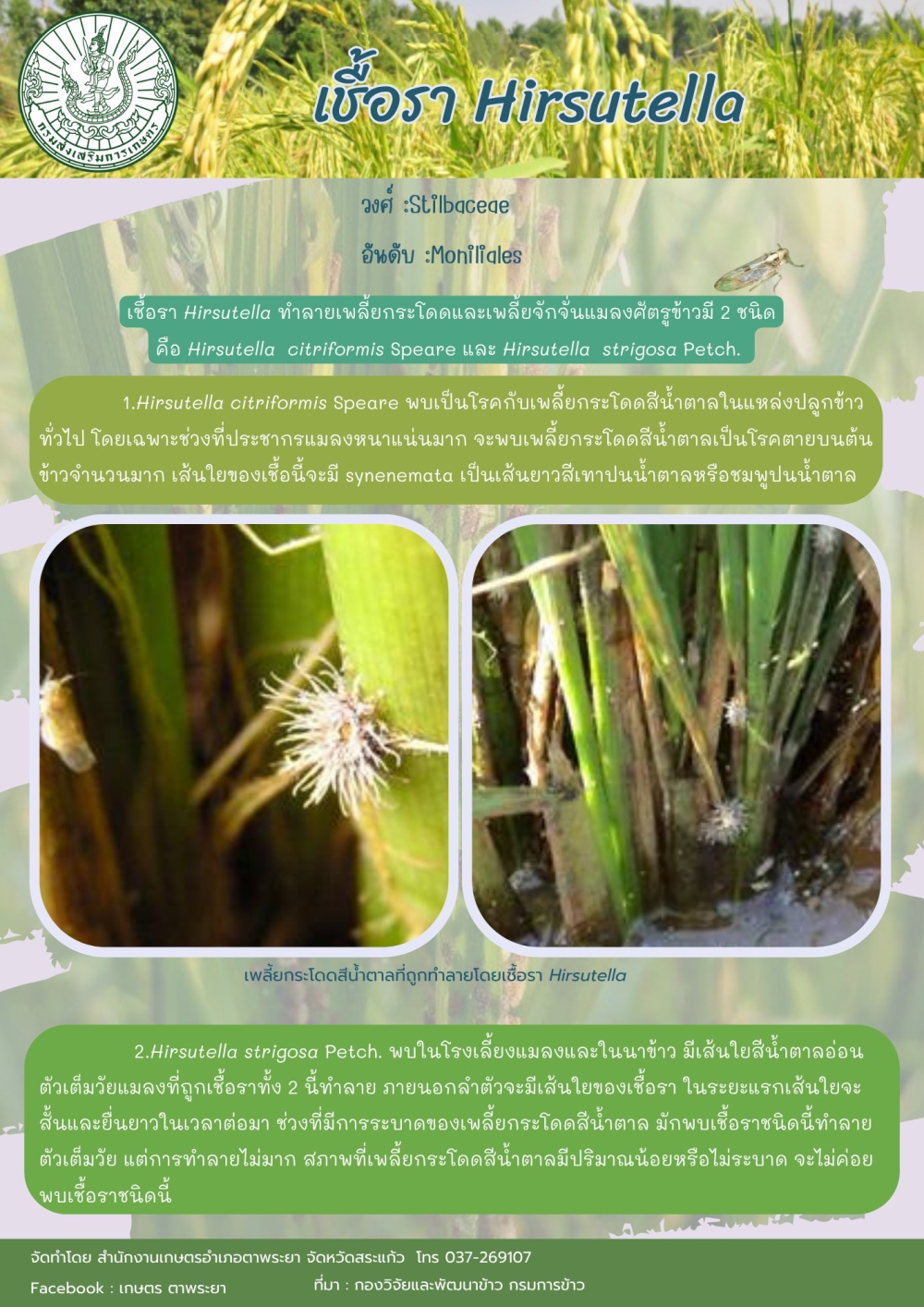 เชื้อรา Hirsutella
