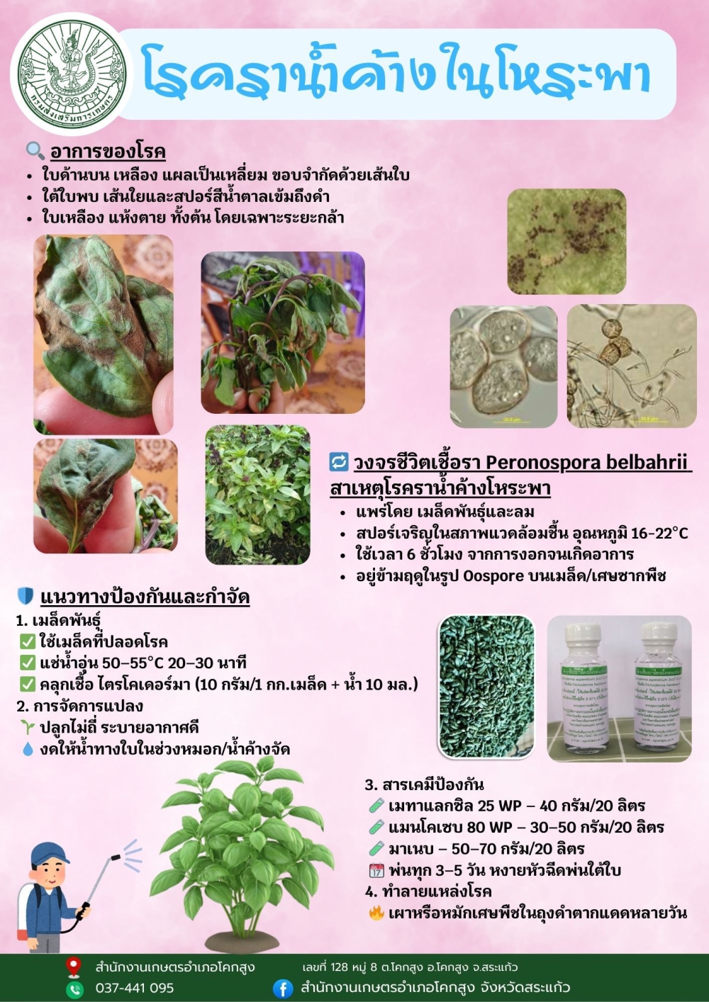 โรคราน้ำค้างในโหระพา