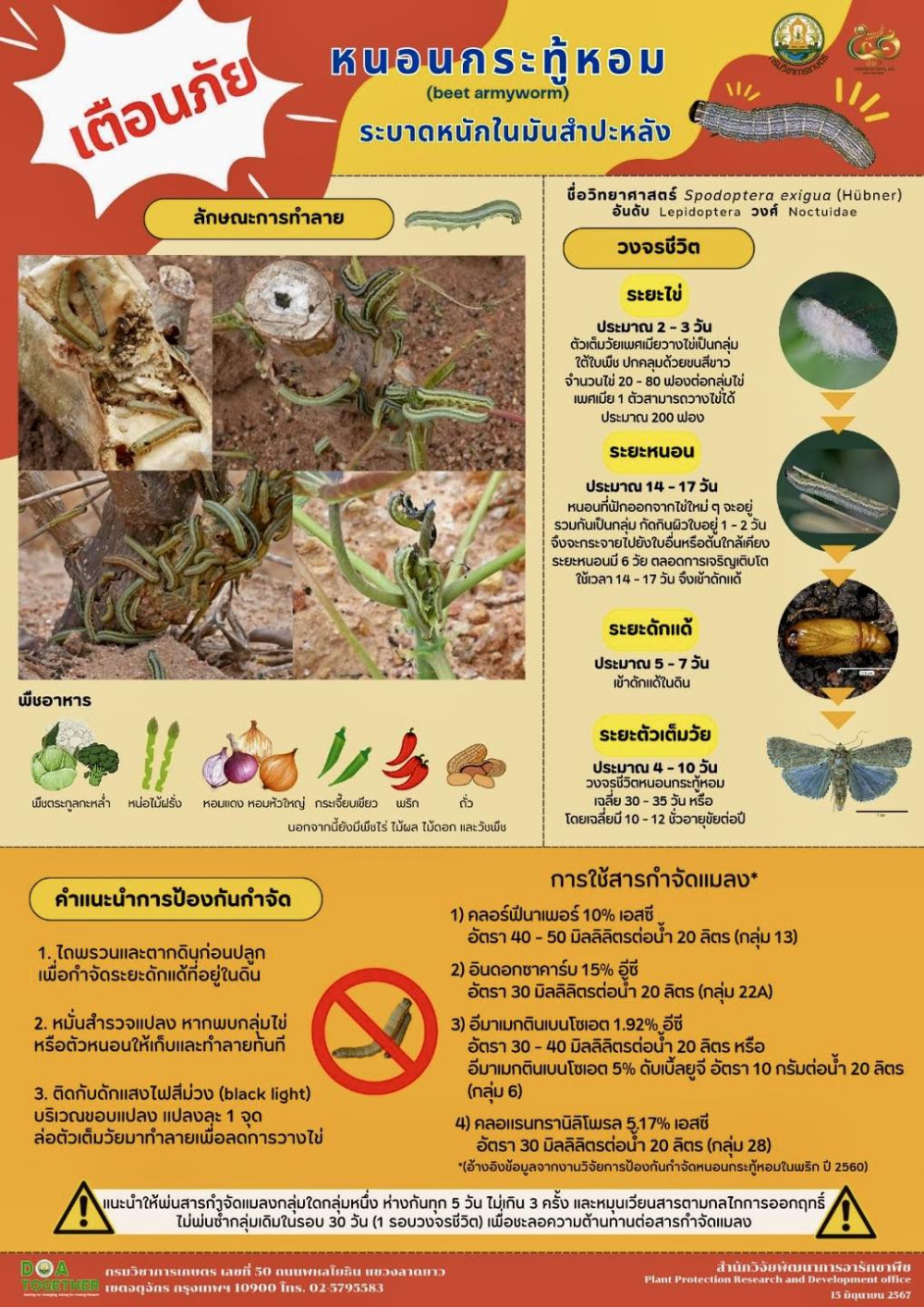 เตือนภัย‼️ หนอนกระทู้หอม ระบาดหนักในมันสำปะหลัง