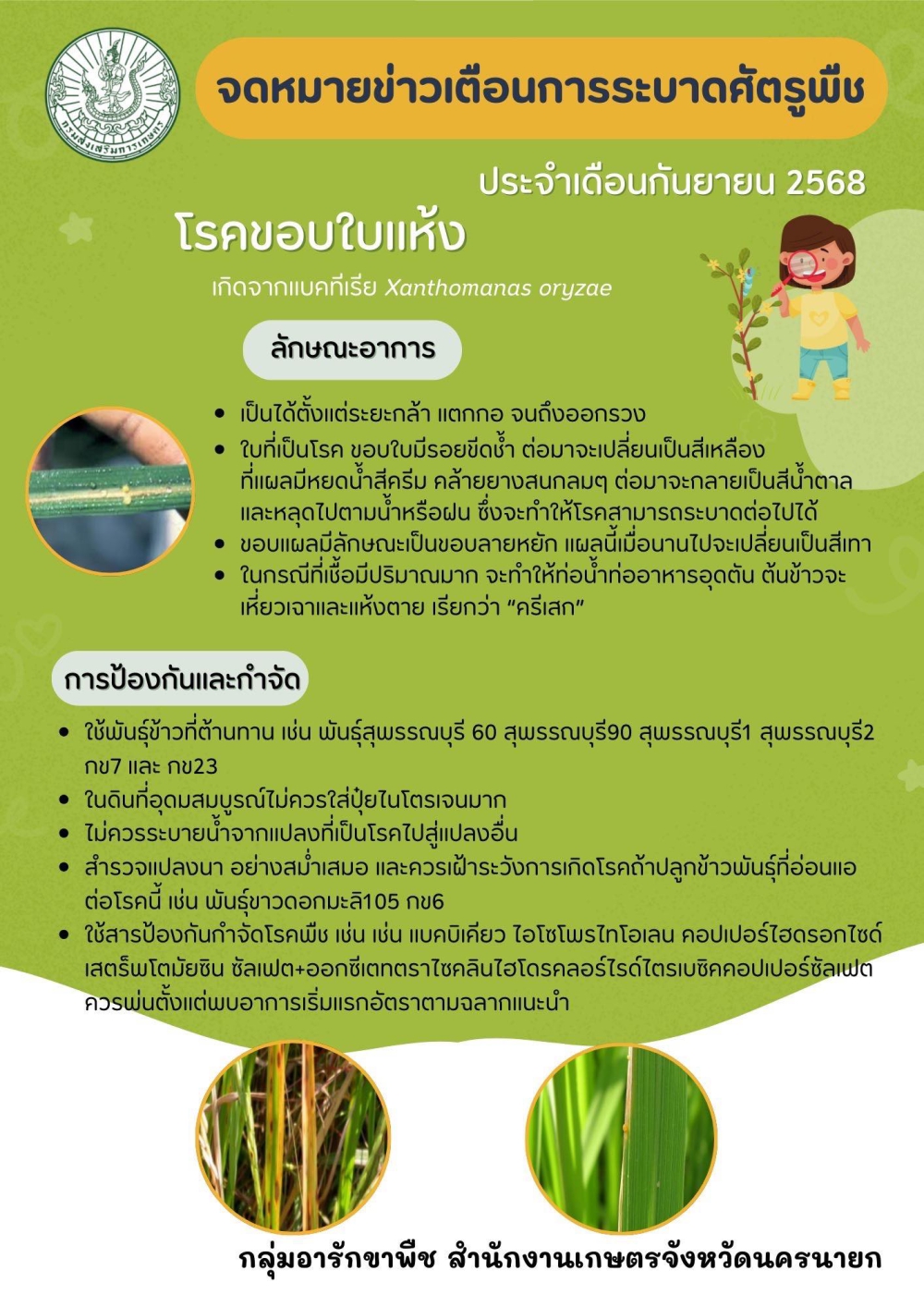 เฝ้าระวัง โรคขอบใบแห้ง ในข้าว