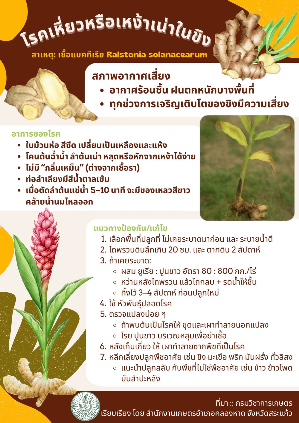 โรคเหี่ยวหรือเหง้าเน่าในขิง
