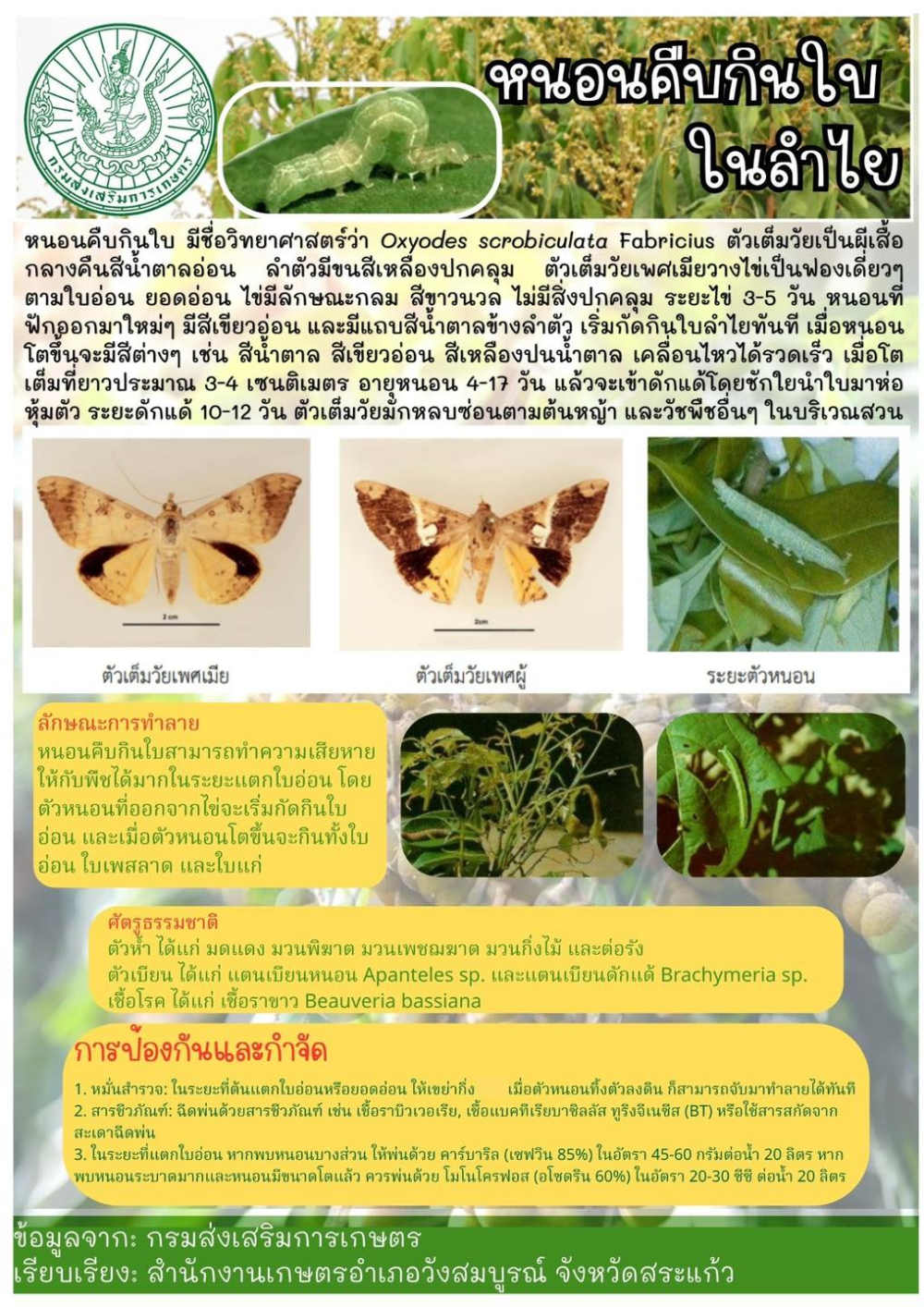 ระวัง! หนอนคืบกินใบในลำไย