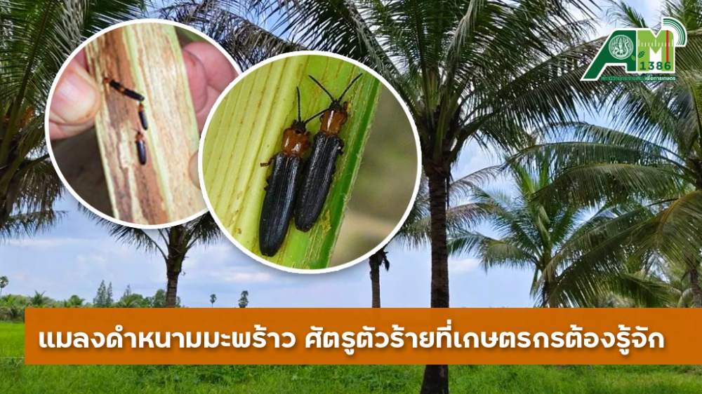 เตือนการเฝ้าระวัง