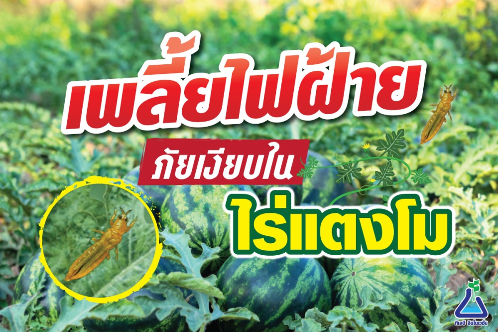 เตือนการเฝ้าระวัง