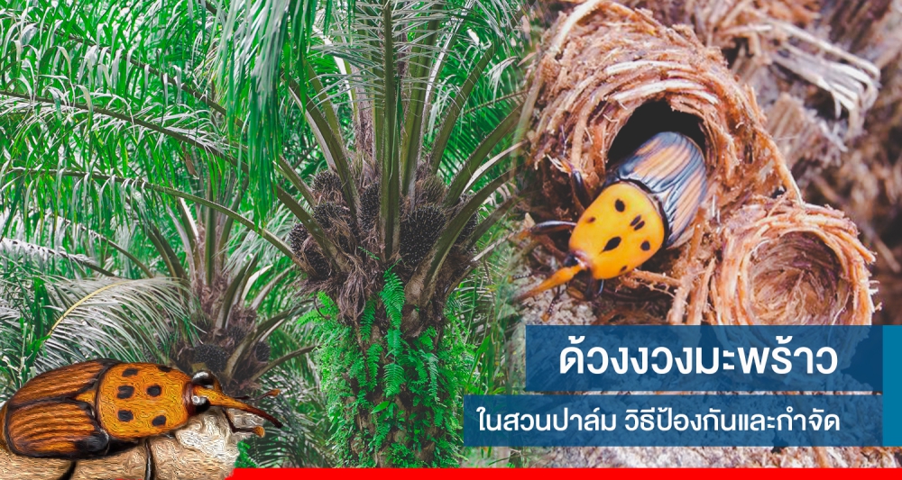 เตือนการเฝ้าระวัง