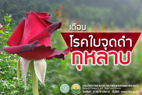 เตือนการเฝ้าระวัง