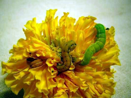 เตือนการเฝ้าระวัง