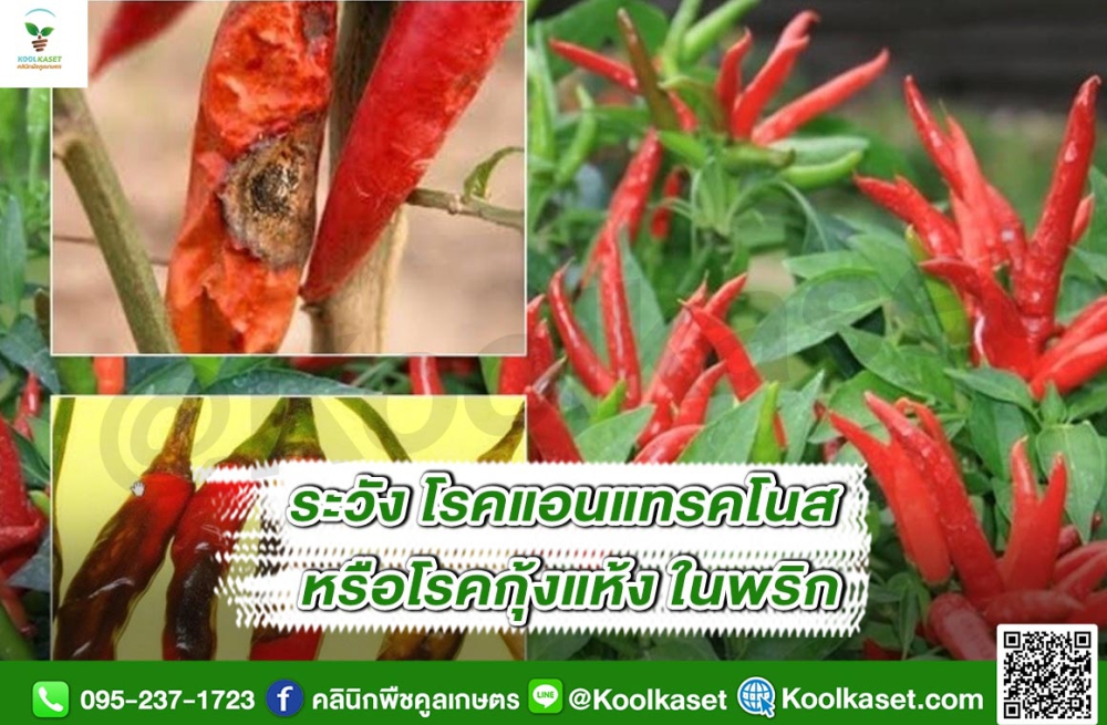 เตือนการเฝ้าระวัง