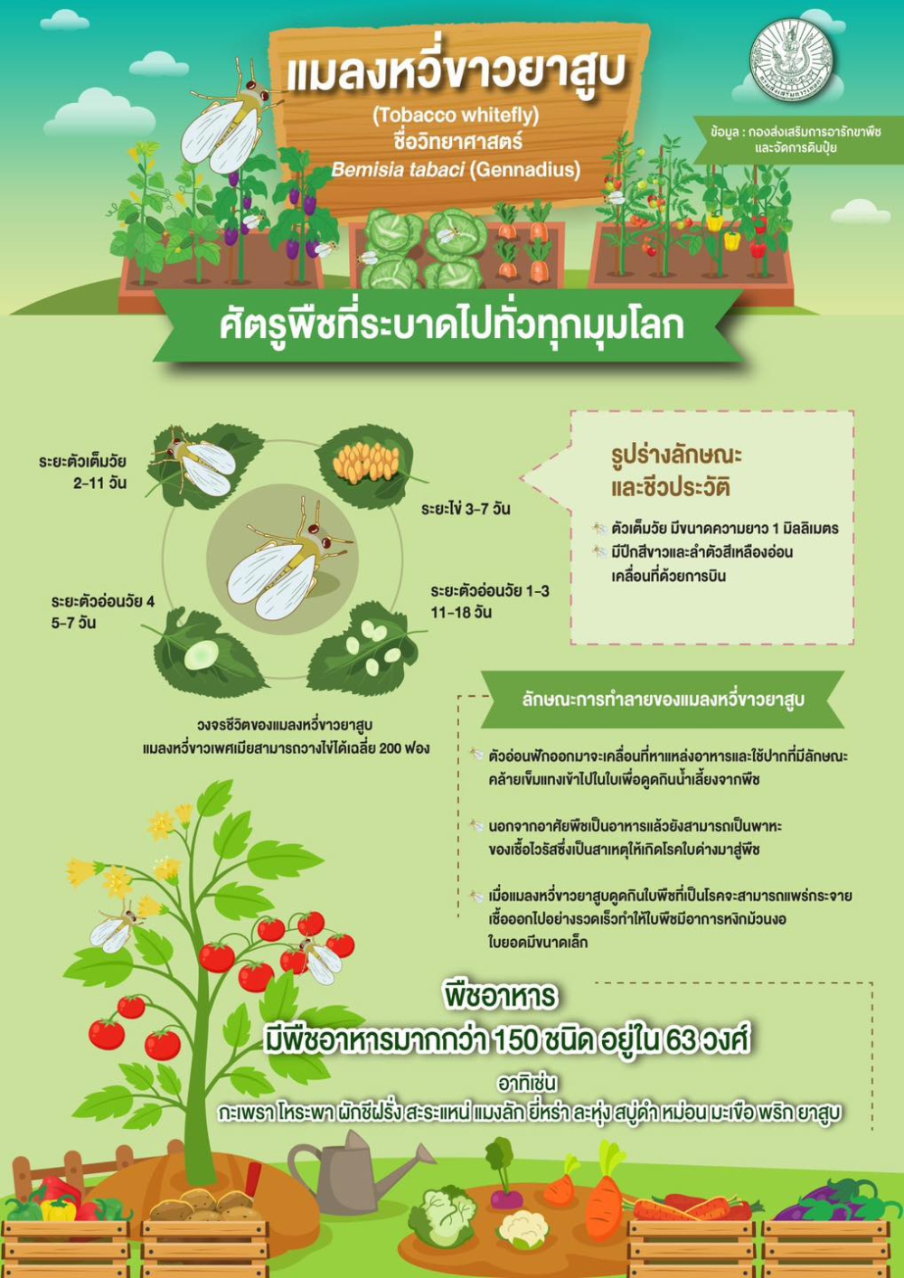 แมลงหวี่ขาวยาสูบ