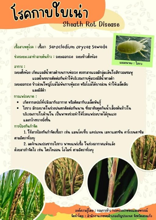 โรคกาบใบเน่า Sheath Rot Disease