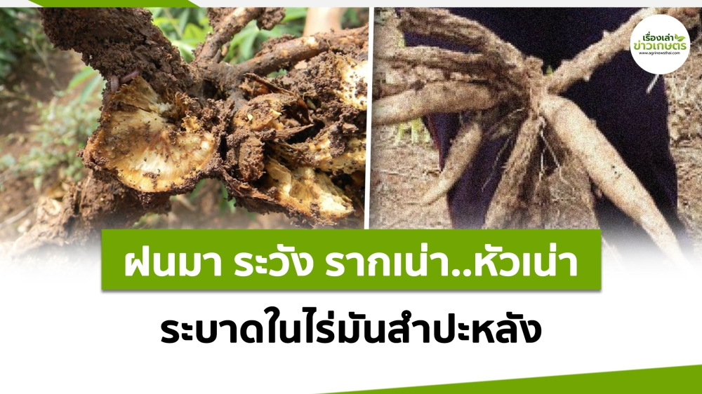 เตือนการเฝ้าระวัง