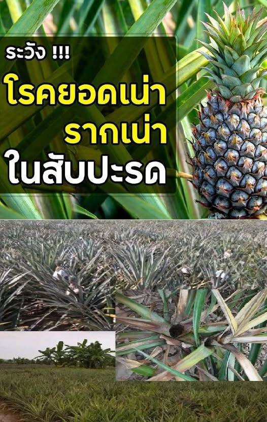 ระวัง โรคยอดเน่า รากเน่า (เชื้อรา Phytophthora spp.) ในสับปะรด