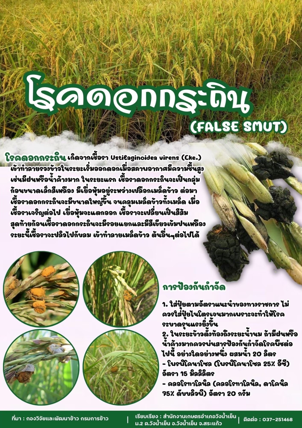 โรคดอกกระถิน (FALSE SMUT)