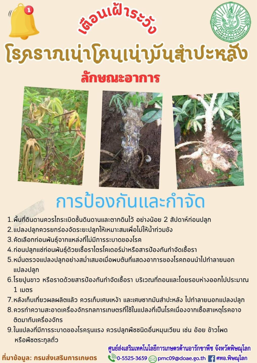 เตือนเฝ้าระวัง โรครากเน่าโคนเน่ามันสำปะหลัง