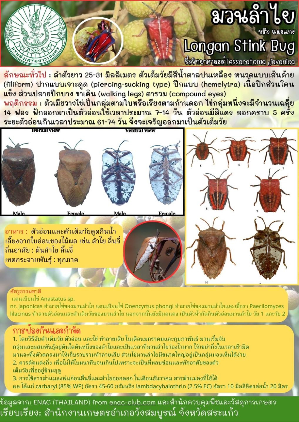 มวนลำไย หรือแมงแกง