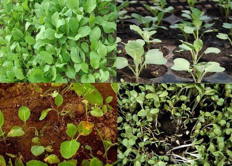 ระวัง โรคเน่าคอดิน (เชื้อรา Pythium spp.)