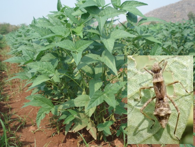 ระวัง มวนถั่วเหลือง ในถั่วเหลือง