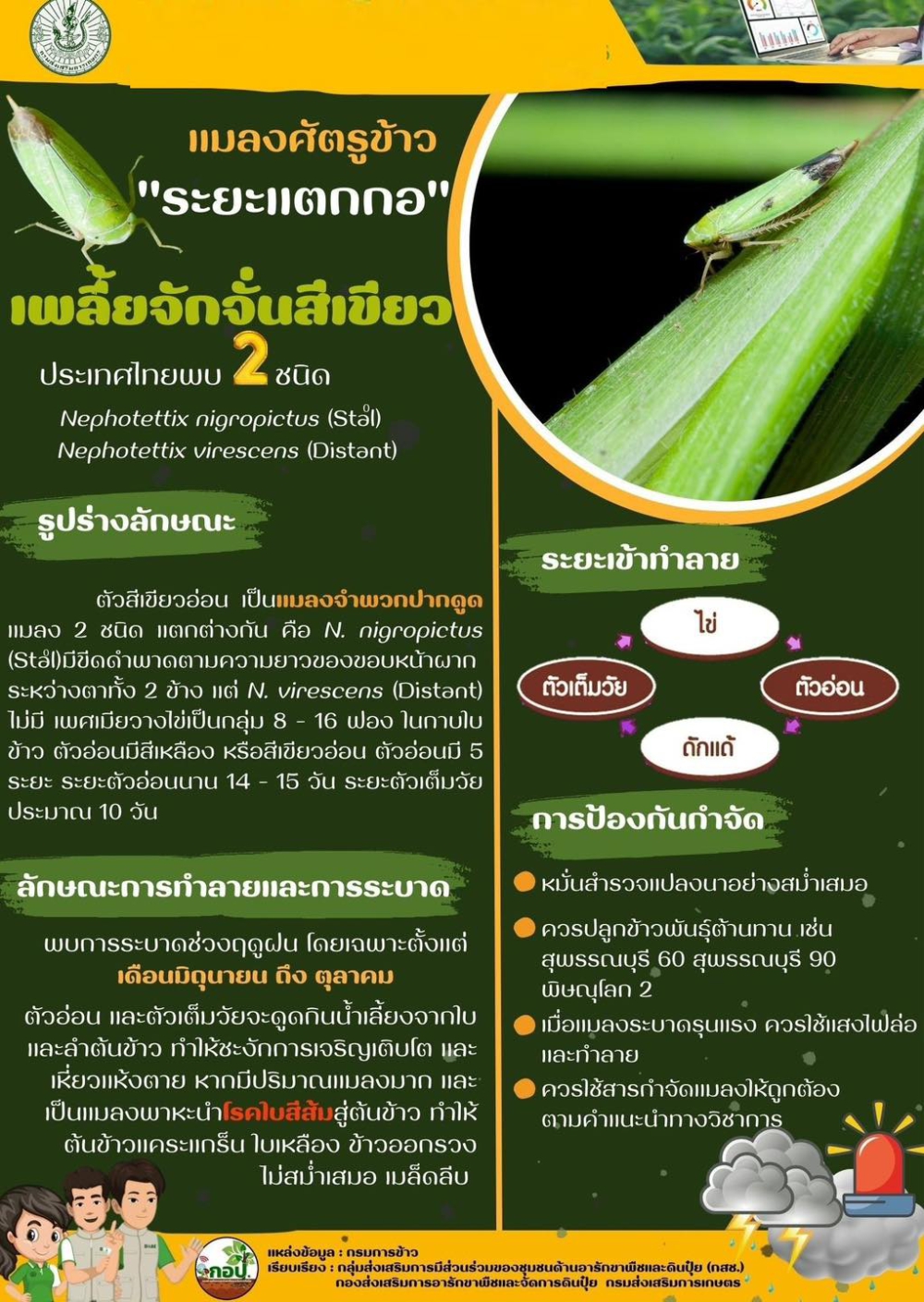 แมลงศัตรูข้าว ระยะแตกกอ เพลี้ยจักจั่นสีเขียว