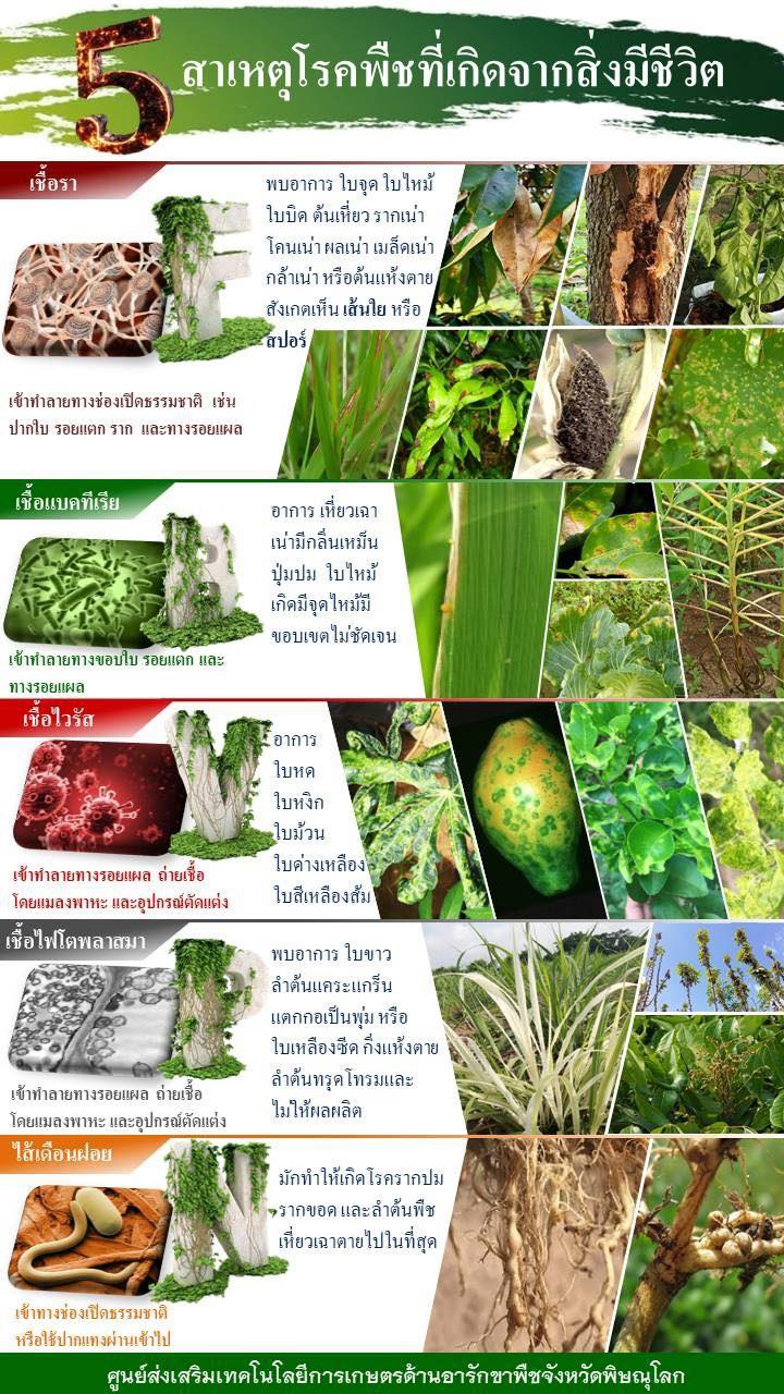 5 สาเหตุโรคพืชที่เกิดจากสิ่งมีชีวิต