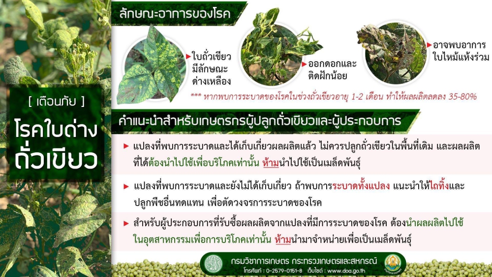 ระวังโรคใบด่างถั่วเขียว.