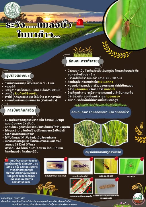 ระวังแมลงบั่วในนาข้าว