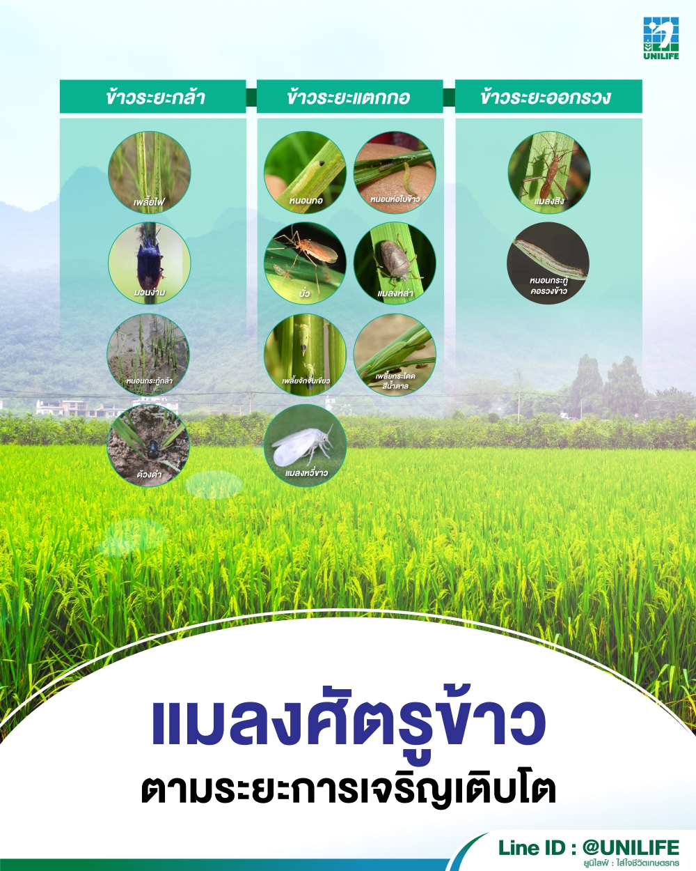 แมลงศัตรูข้าว