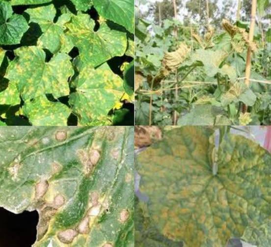 ระวังโรคราน้ำค้าง(เชื้อราPseudoperonosporacubensis)Pseudoperonospora