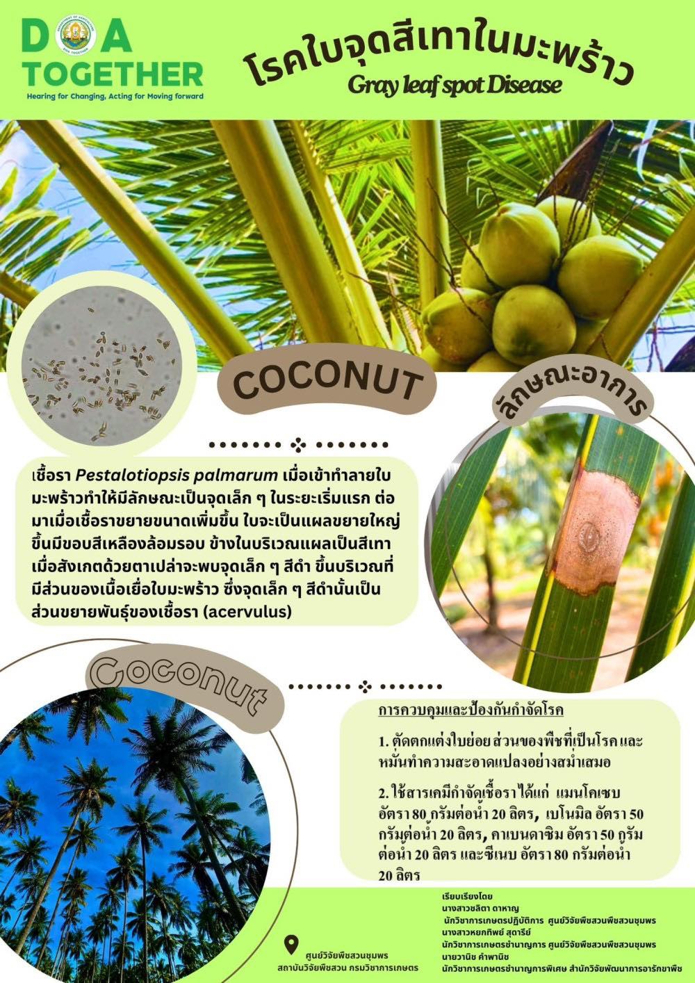 โรคใบจุดสีเทาในมะพร้าว.